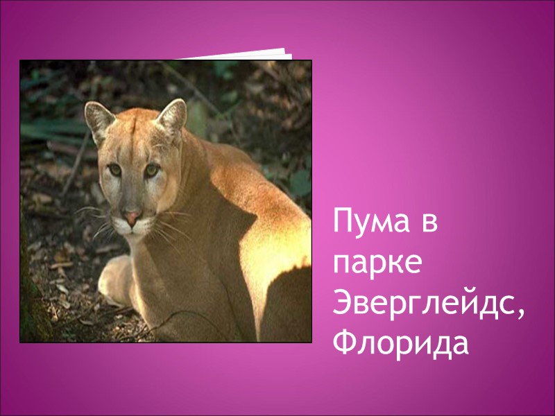 Пума в парке Эверглейдс, Флорида